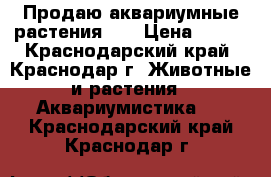 Продаю аквариумные растения!!! › Цена ­ 100 - Краснодарский край, Краснодар г. Животные и растения » Аквариумистика   . Краснодарский край,Краснодар г.